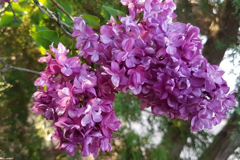 26.05. | Smaržo CERIŅI, zied ĀBELES… DOBELES CERIŅU DĀRZS! Mazā PENKULE un ĀLAVES muiža. O-o! Gurķīši, stādiņi, puķītes! 