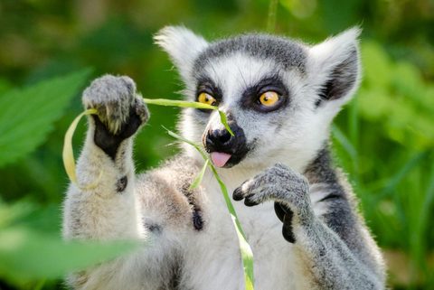 31.08. | Ciemos pie mīļajiem Rakšu LEMURIŅIEM! Zvārtes iezis, Rakšu ZOO. Veselava!